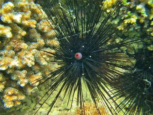 Long-Spine Urchin (Diadema setosum)