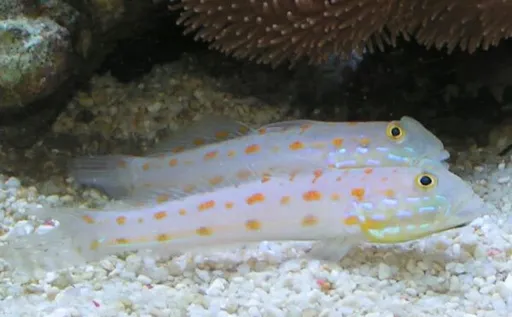 Diamond Sleeper Goby (Valenciennea puellaris)