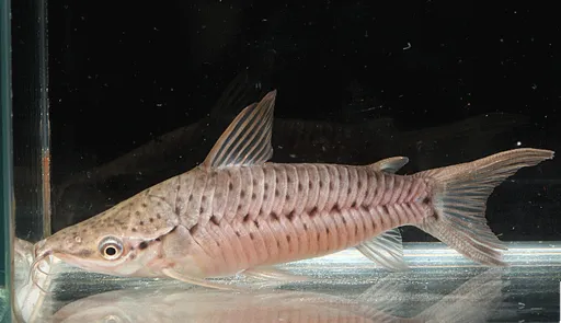 Porthole catfish (Dianema longibarbis)