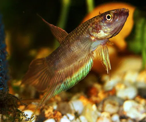 Dimidiata betta (Betta dimidiata)