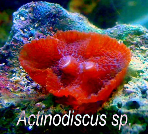 Mushroom Coral (Discosoma)