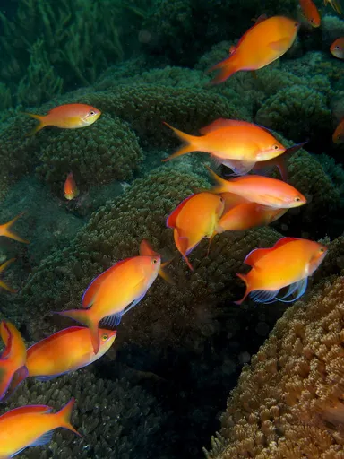 Dispar Anthias (Pseudanthias dispar)
