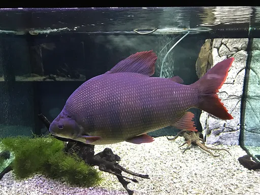 Six-banded distichodus (Distichodus sexfasciatus)