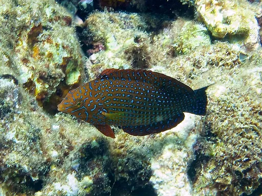 Divided Leopard Wrasse (Macropharyngodon bipartitus)