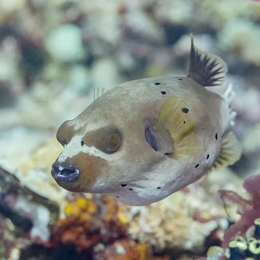 Dogface Puffer (Arothron nigropunctatus)