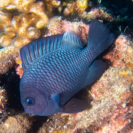Domino Damsel (Dascyllus trimaculatus)