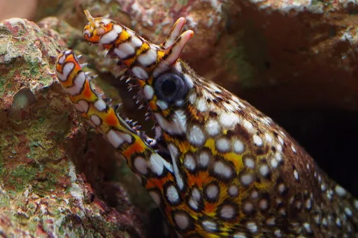 Dragon moray (Enchelycore pardalis)