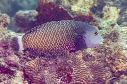 Dragon Wrasse (Novaculichthys taeniourus)