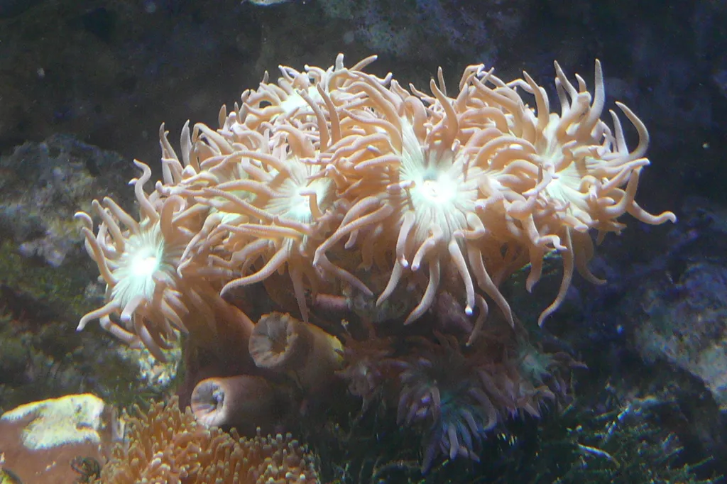 Duncan Coral (Duncanopsammia axifuga)