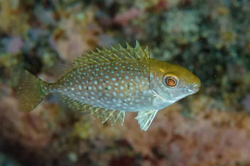 Dusky Rabbitfish (Siganus fuscescens)