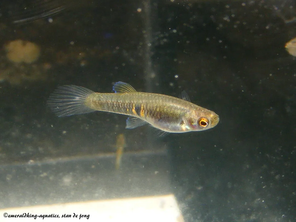 Dwarf livebearer (Neoheterandria elegans)