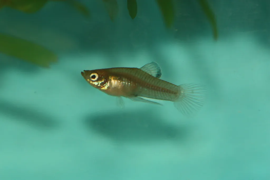 Dwarf merry widow (Phallichthys tico)