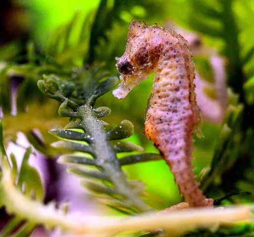 Dwarf seahorse (Hippocampus zosterae)