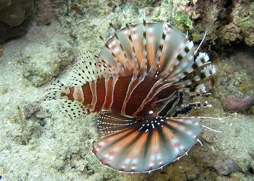 Dwarf Zebra Lionfish (Dendrochirus zebra)