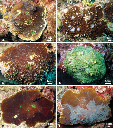 Chalice Coral (Echinophyllia)