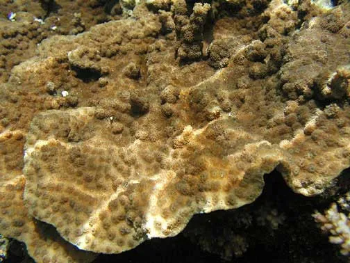 Hedgehog Coral (Echinopora lamellosa)