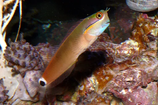 Tailspot blenny (Ecsenius stigmatura)