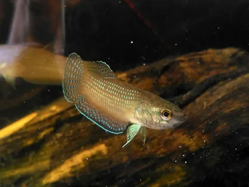 Edith's betta (Betta edithae)