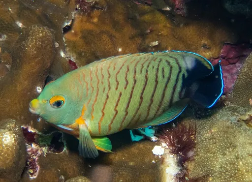 Eibli Angelfish (Centropyge eibli)