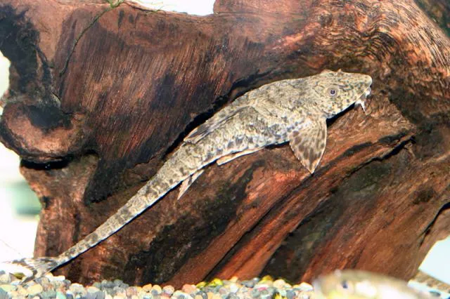 Eigenmann's whiptail (Rineloricaria eigenmanni)