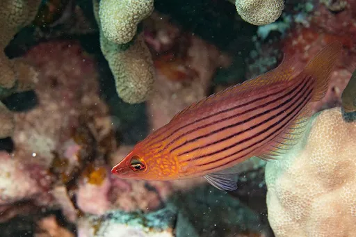 Eightline Wrasse (Pseudocheilinus octotaenia)