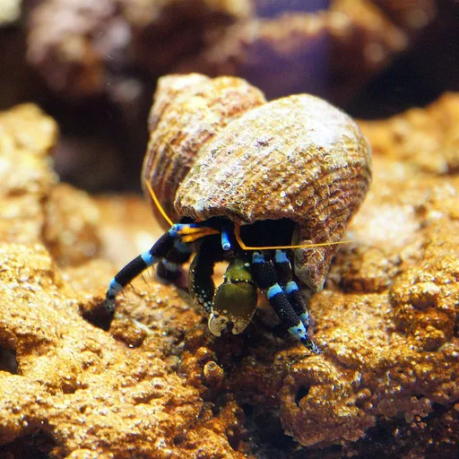 Electric Blue Hermit Crab (Calcinus elegans)