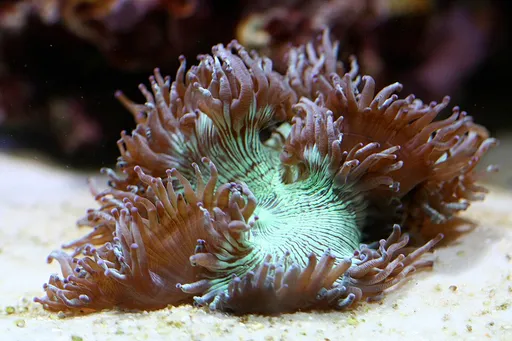 Elegance Coral (Catalaphyllia jardinei)
