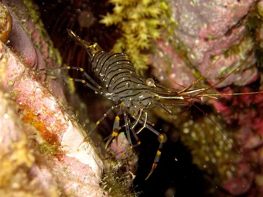 Elegant Rockpool Shrimp (Palaemon elegans)