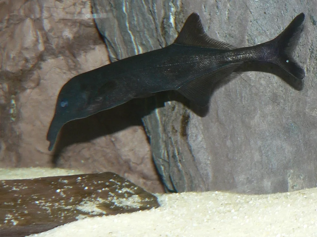 Elephant trunk mormyrid (Campylomormyrus elephas)