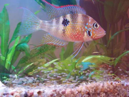 Ellioti cichlid (Thorichthys maculipinnis)