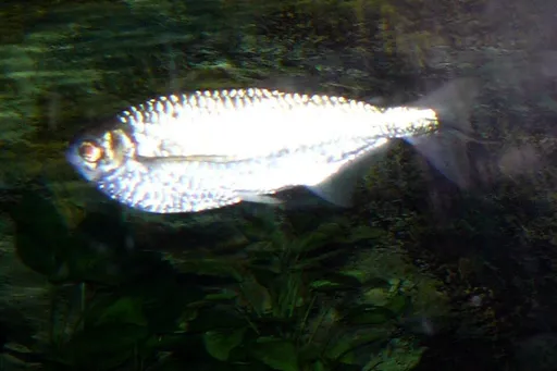 Narrow hatchetfish (Triportheus angulatus)