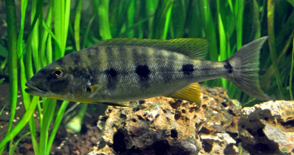Emperor cichlid (Boulengerochromis microlepis)