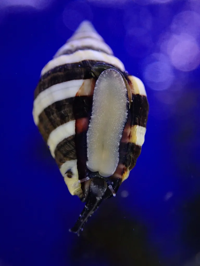 Bumble Bee Snail (Engina mendicaria)