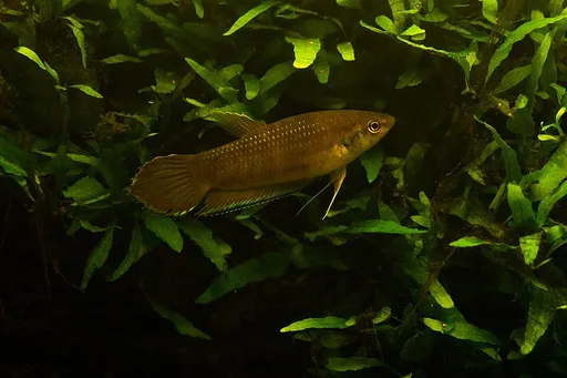 Enisae betta (Betta enisae)