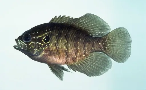 Banded sunfish (Enneacanthus obesus)