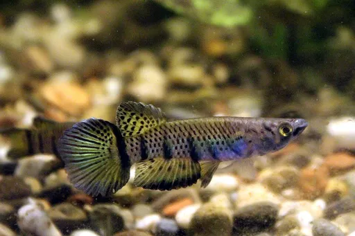 Six-barred panchax (Epiplatys sexfasciatus)