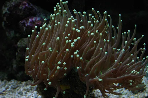 Torch Coral (Euphyllia glabrescens)