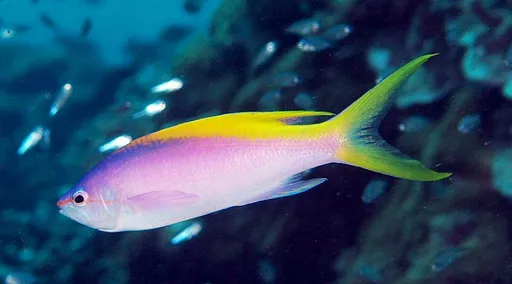 Evansi Anthias (Pseudanthias evansi)