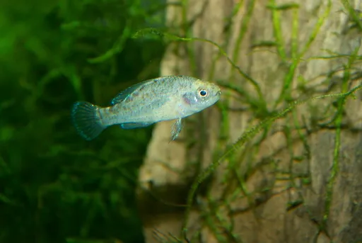 Everglades pygmy sunfish (Elassoma evergladei)