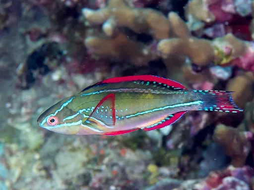 Exquisite Fairy Wrasse (Cirrhilabrus exquisitus)