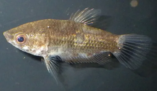 Eyespot gourami (Parasphaerichthys ocellatus)