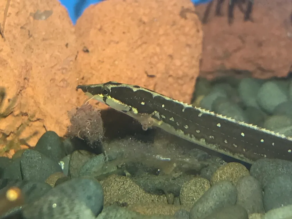 Eyespot spiny eel (Mastacembelus notophthalmus)