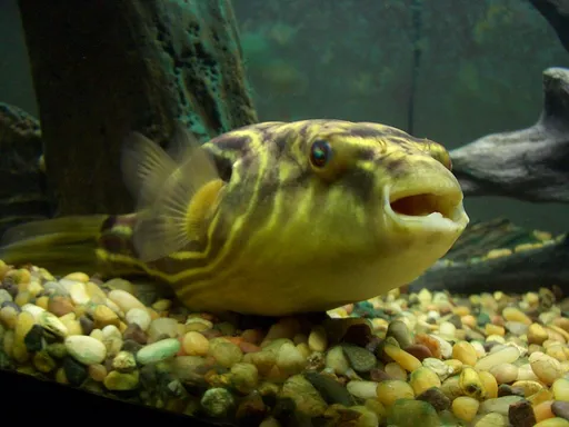 Fahaka puffer (Tetraodon lineatus)