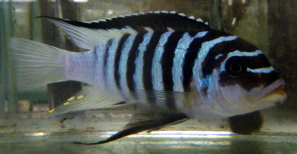 Fainzilber's mbuna (Maylandia fainzilberi)