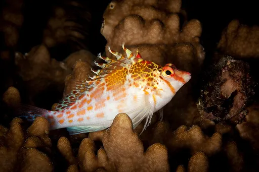 Falco Hawkfish (Cirrhitichthys falco)