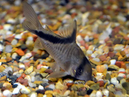 False bandit cory (Corydoras melini)