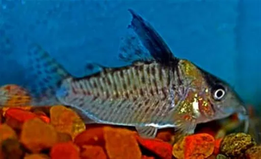 False blochi cory (Corydoras delphax)