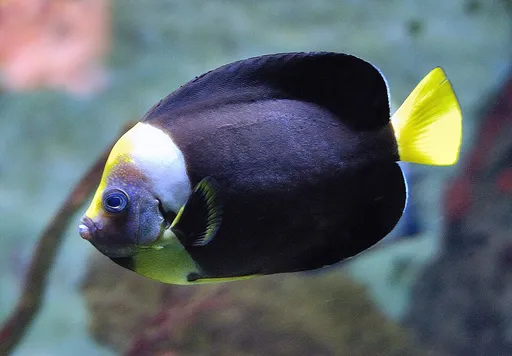 False Personifer Angelfish (Chaetodontoplus meredithi)