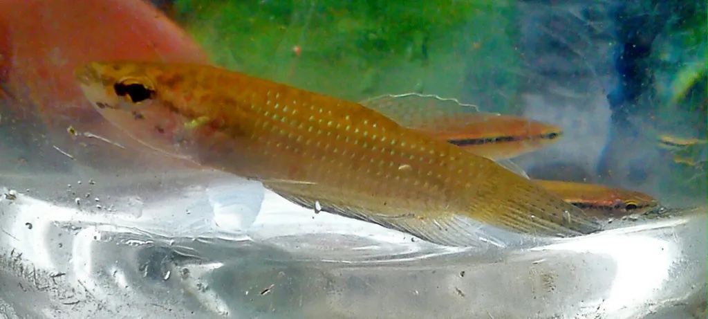 Falx betta (Betta falx)