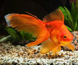 Fantail (Carassius auratus)